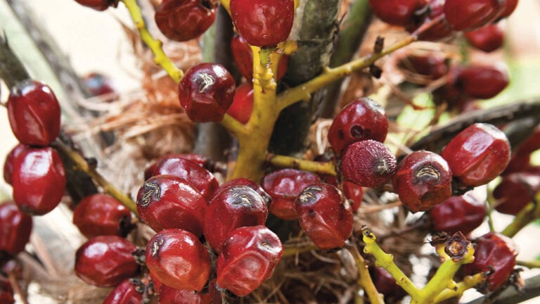 A qué hora es recomendable tomar saw palmetto: guía práctica