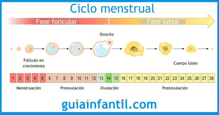 Cuando quedé embarazada si mi última menstruación fue: guía