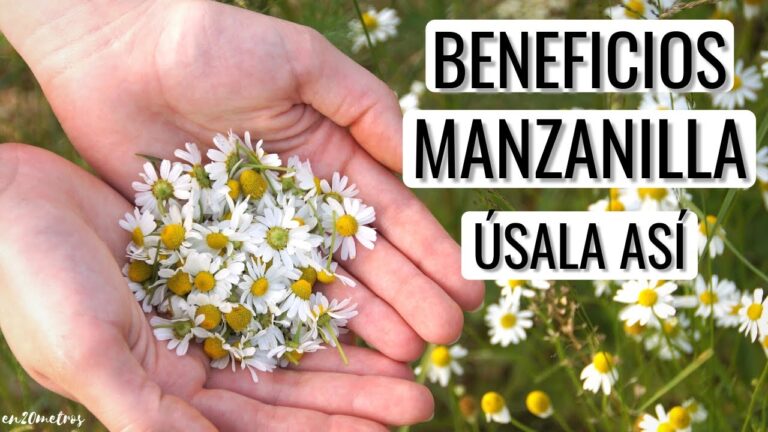 Manzanilla para que sirve y como se prepara: guía completa