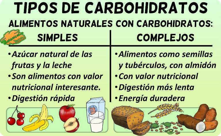 ¿Qué son los carbohidratos y cómo se clasifican?