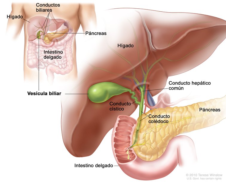 Amilasa lipasa: funciones en el cuerpo humano explicadas