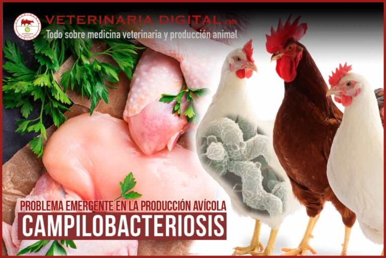 Campylobacter jejuni: efectos en la salud y prevención