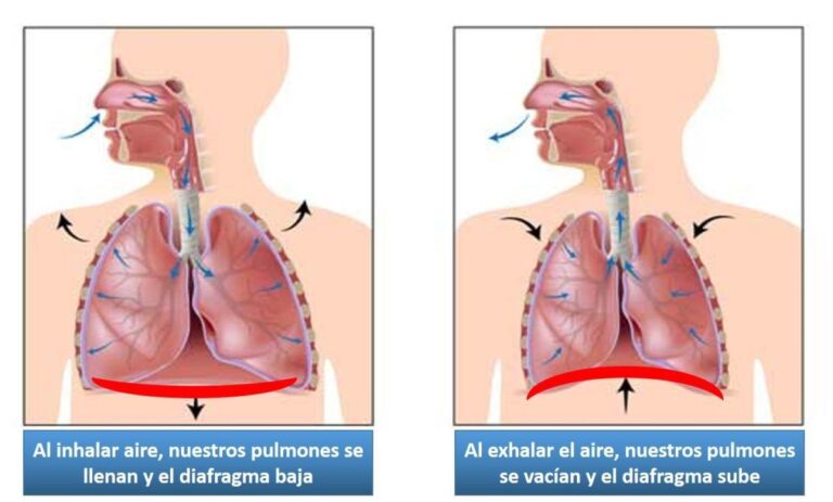 Diafragma función: clave en el sistema respiratorio