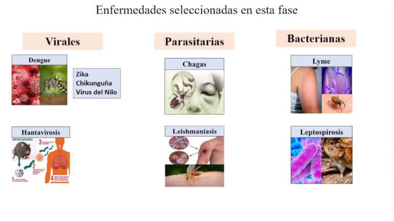 Enfermedades infecciosas: tipos y características principales