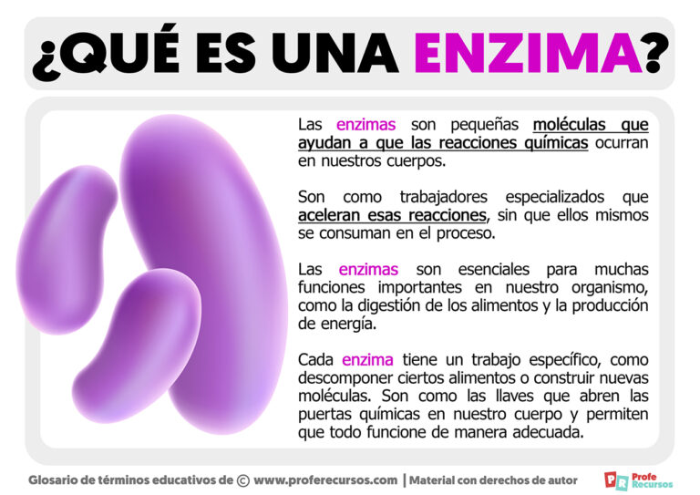Enzima que son: Definición y Funciones Esenciales