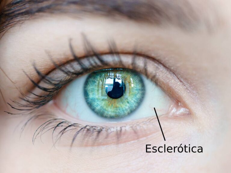 Esclerótica: funciones y definición esencial del ojo