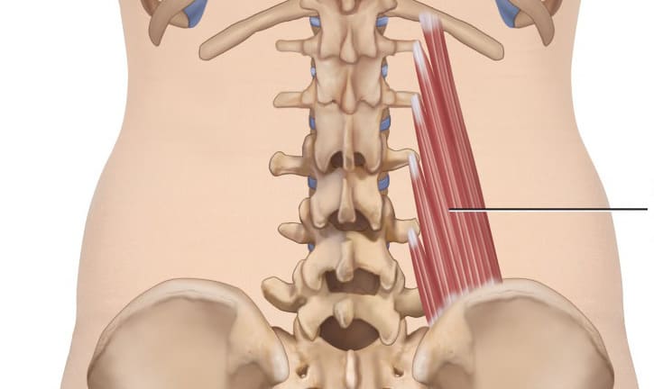 Espina vertebral: Definición y anatomía esencial