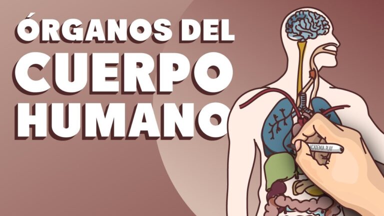 Función de los órganos en el cuerpo humano explicada