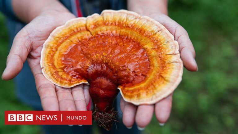 Ganoderma lucidum: beneficios y propiedades del hongo Reishi