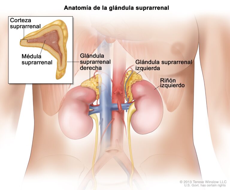 Glándula suprarrenal: funciones y características esenciales