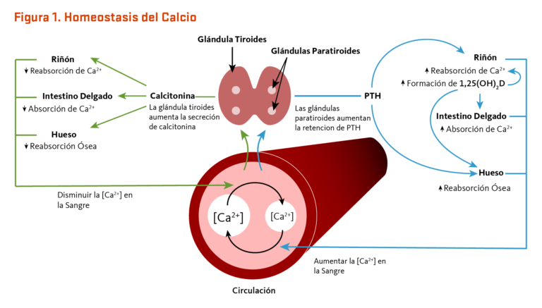 Hiperaldosteronismo: Tipos y características explicadas