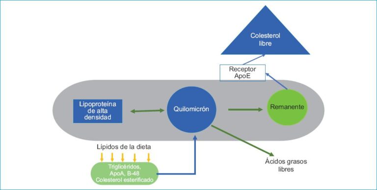Hipertrigliceridemia: causas, síntomas y tratamientos efectivos