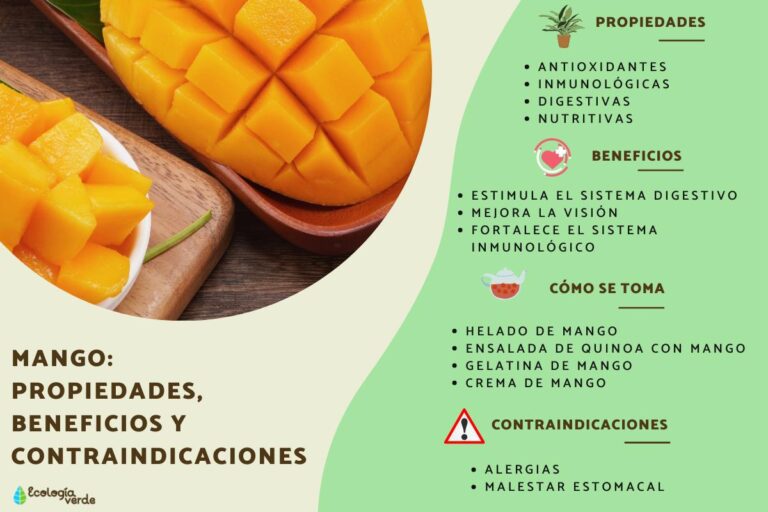 Hojas de mango contraindicaciones: riesgos y precauciones