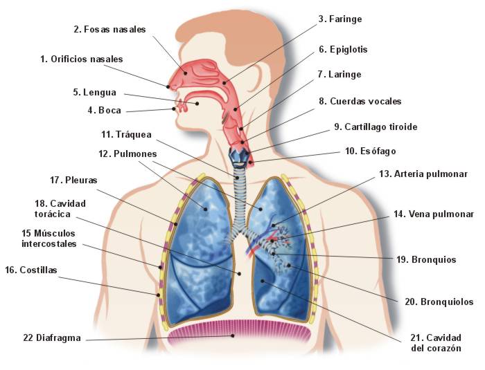 Las 12 partes del sistema respiratorio y sus funciones