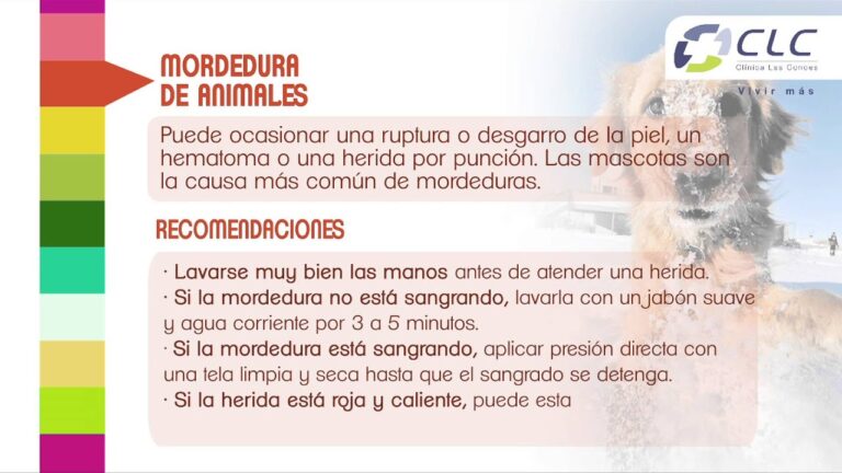 Mordedura de perro: ¿Qué hacer y primeros auxilios?