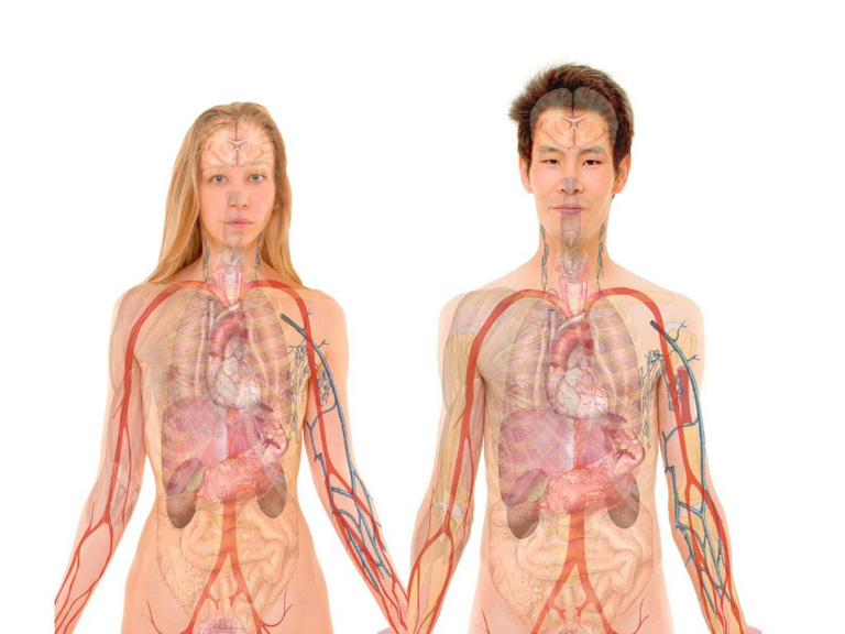 Órganos y su función: descubre los del cuerpo humano