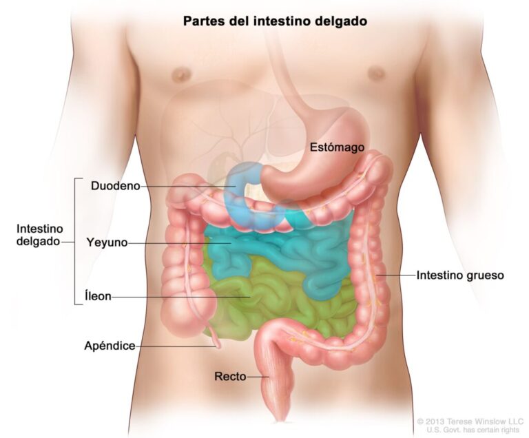 Parte del intestino grueso: Anatomía y funciones esenciales