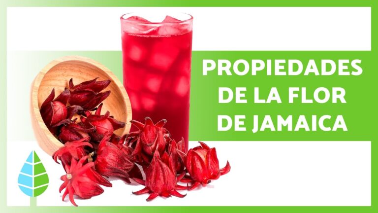 Propiedades Jamaica: Beneficios y usos de la flor de Jamaica