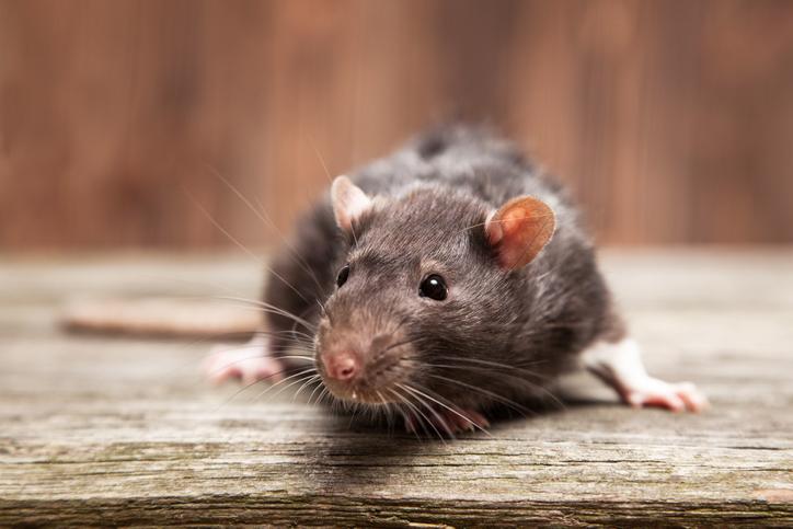 ¿Qué enfermedad transmiten las ratas? Descubre las más comunes