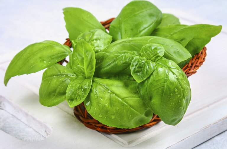 ¿Qué enfermedades cura la albahaca? Beneficios naturales