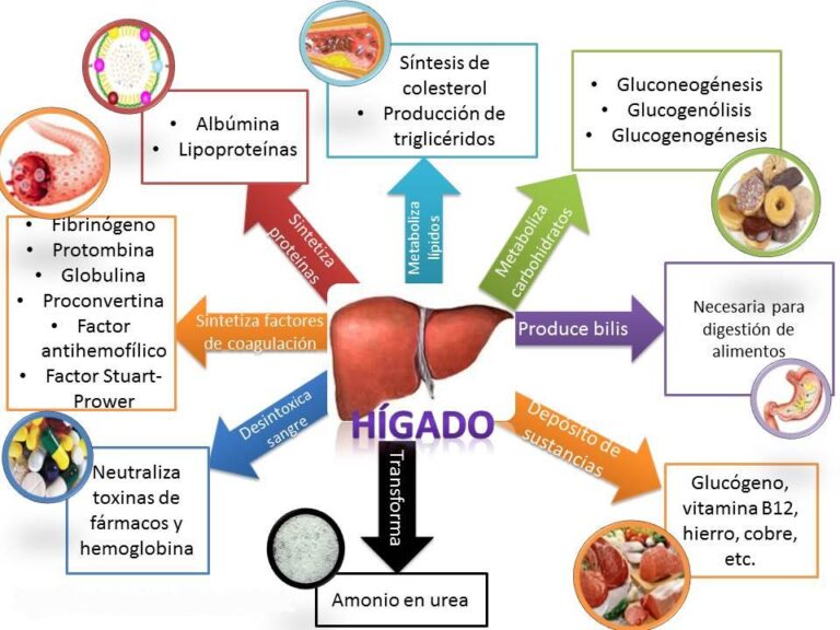 tgo y tgp que es: funciones y valores normales explicados